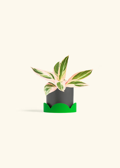 Stromanthe Triostar in a 4 inches Charcoal Classic Cylinder Planter in a Shamrock Petal Drip Tray