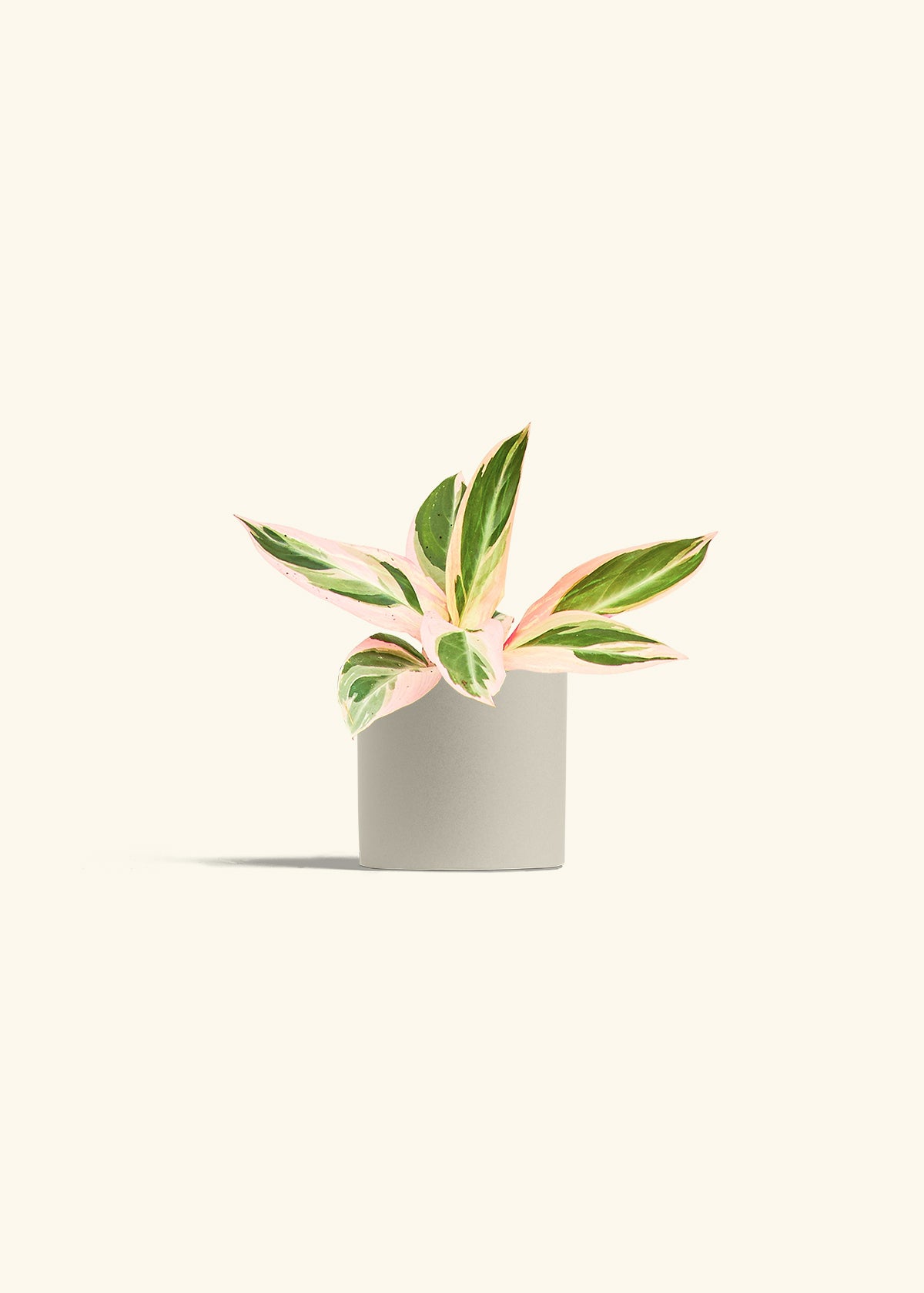 Stromanthe Triostar in a 4 inches Oat Classic Cylinder Planter 