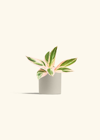 Stromanthe Triostar in a 4 inches Oat Classic Cylinder Planter 