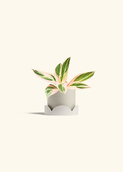 Stromanthe Triostar in a 4 inches Oat Classic Cylinder Planter in a Oat Petal Drip Tray