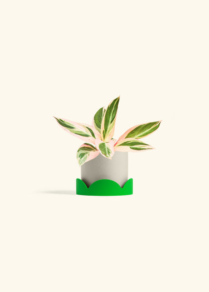 Stromanthe Triostar in a 4 inches Oat Classic Cylinder Planter in a Shamrock Petal Drip Tray
