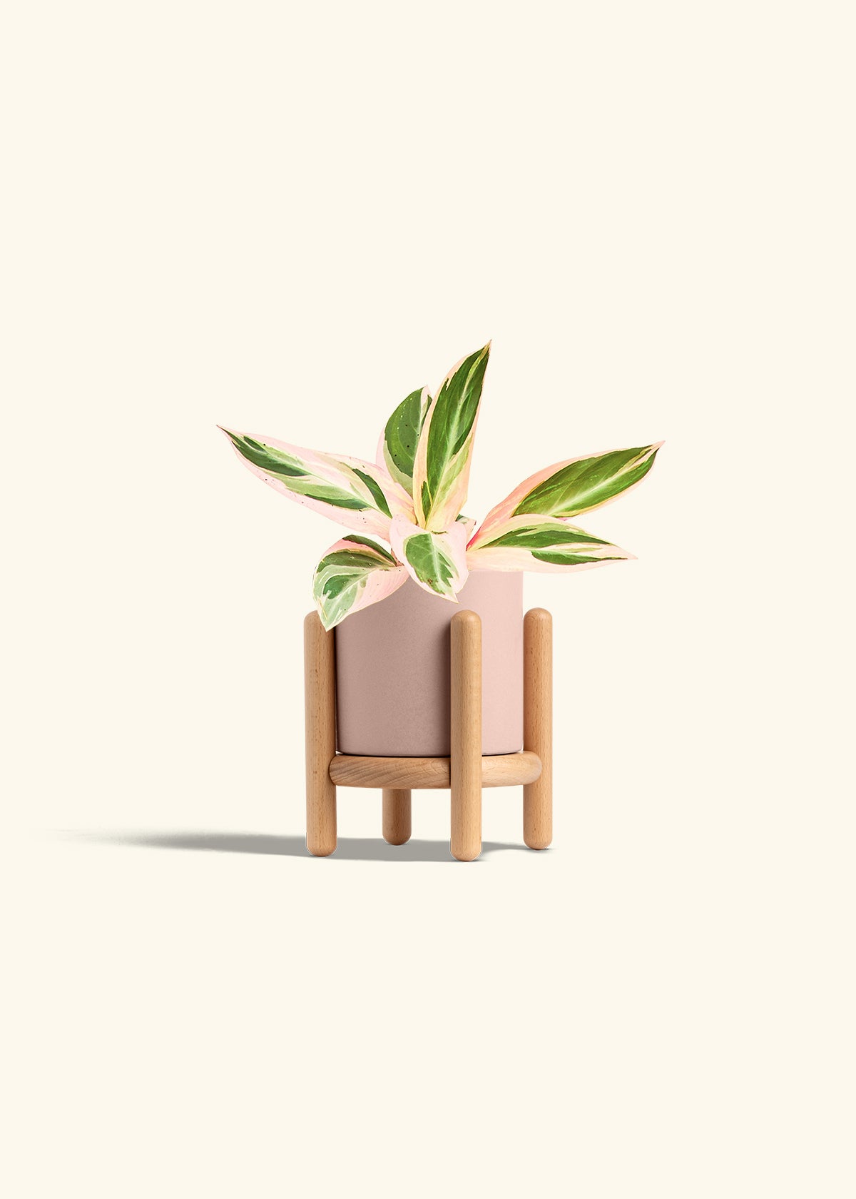 Stromanthe Triostar in a 4 inches Pink Classic Cylinder Planter in a Beech Wood Stand