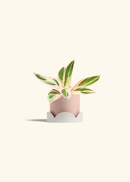 Stromanthe Triostar in a 4 inches Pink Classic Cylinder Planter in a Oat Petal Drip Tray