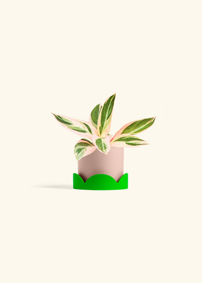 Stromanthe Triostar in a 4 inches Pink Classic Cylinder Planter in a Shamrock Petal Drip Tray