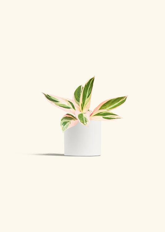 Stromanthe Triostar in a 4 inches White Classic Cylinder Planter 