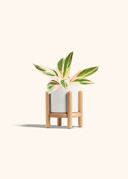 Stromanthe Triostar in a 4 inches White Classic Cylinder Planter in a Beech Wood Stand