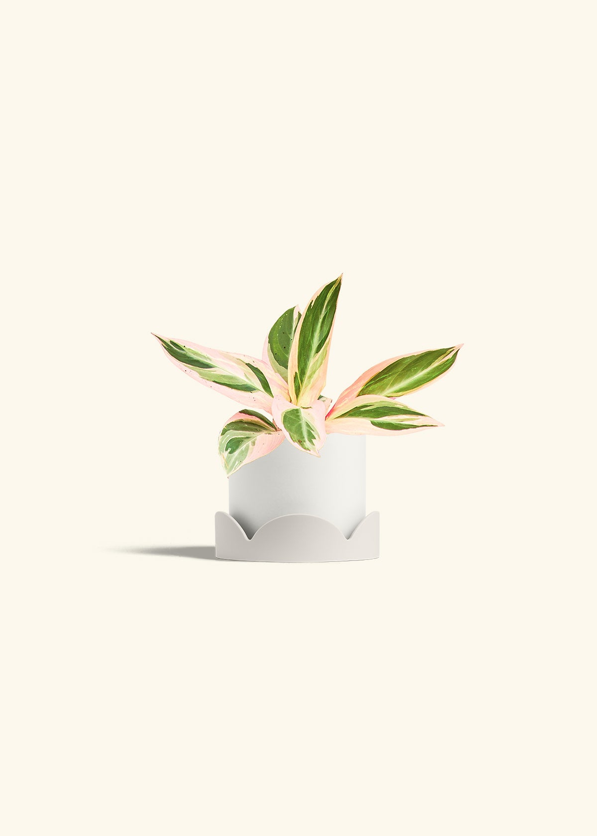 Stromanthe Triostar in a 4 inches White Classic Cylinder Planter in a Oat Petal Drip Tray