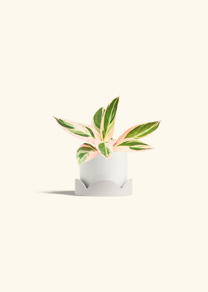 Stromanthe Triostar in a 4 inches White Classic Cylinder Planter in a Oat Petal Drip Tray