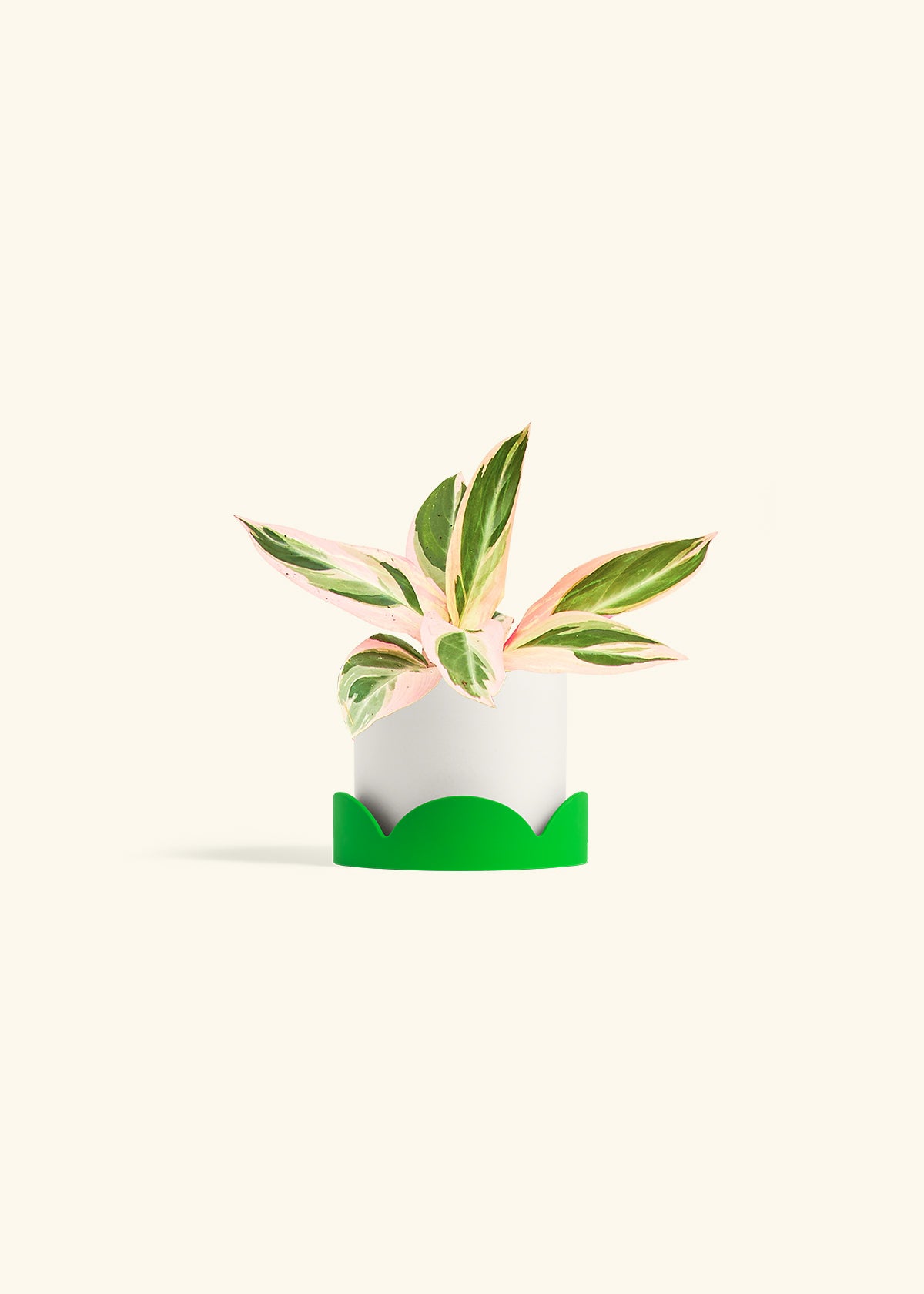 Stromanthe Triostar in a 4 inches White Classic Cylinder Planter in a Shamrock Petal Drip Tray