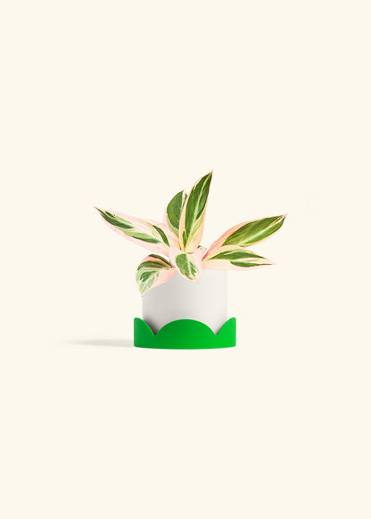 Stromanthe Triostar in a 4 inches White Classic Cylinder Planter in a Shamrock Petal Drip Tray