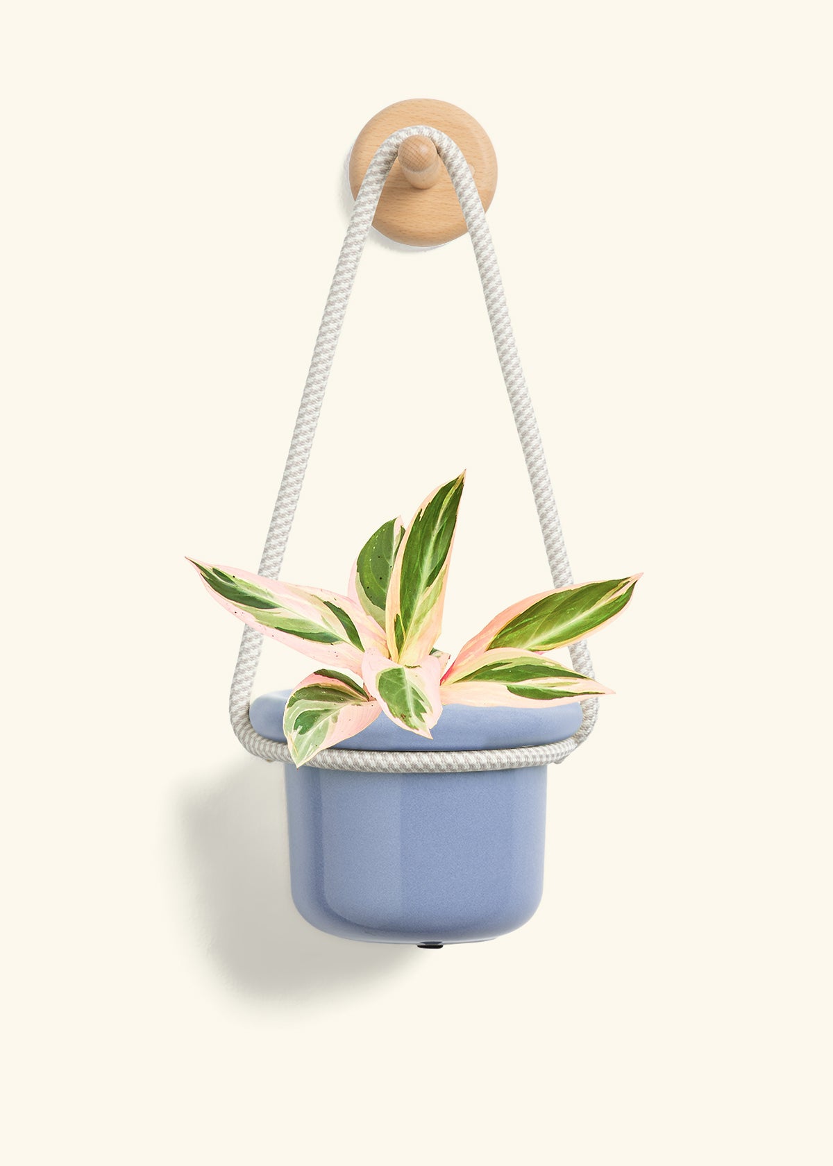 Stromanthe 'Triostar', Small