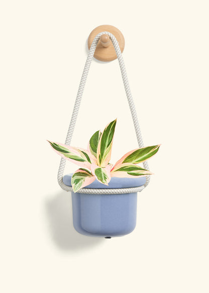 Stromanthe 'Triostar', Small