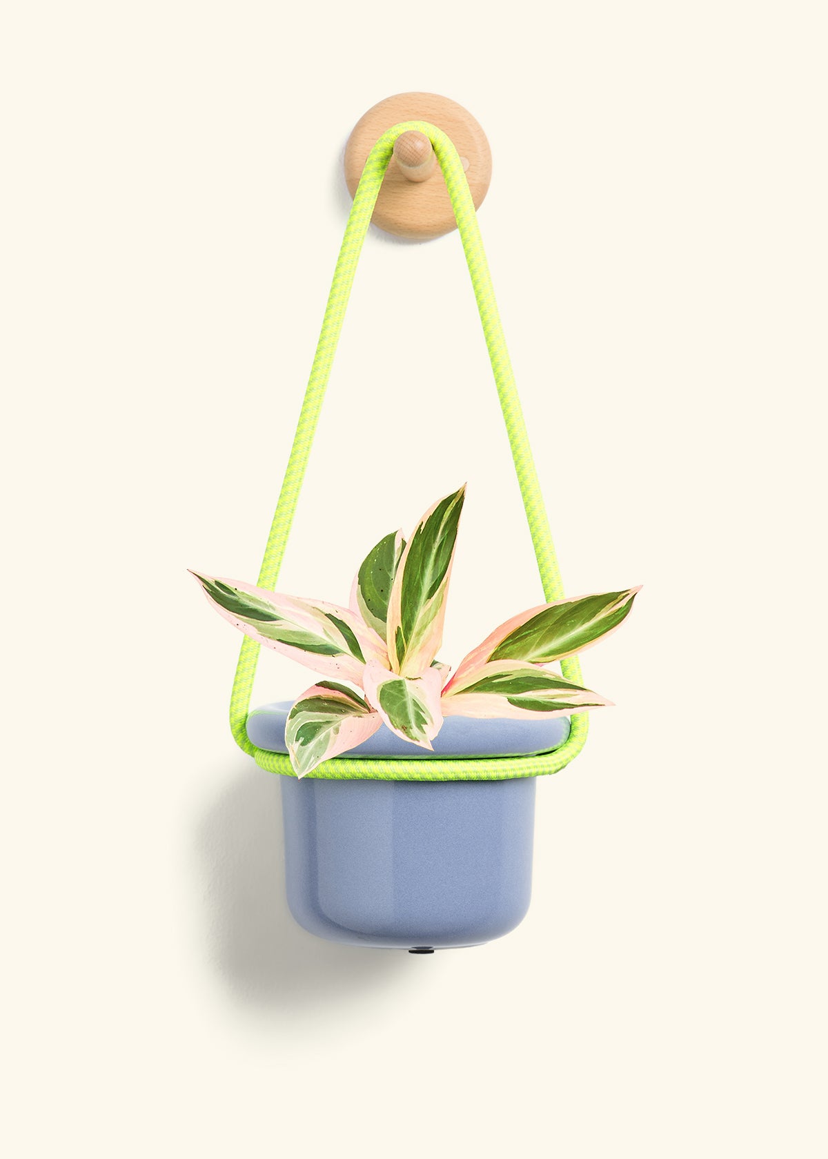 Stromanthe 'Triostar', Small