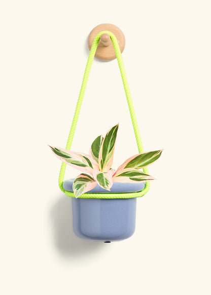 Stromanthe 'Triostar', Small