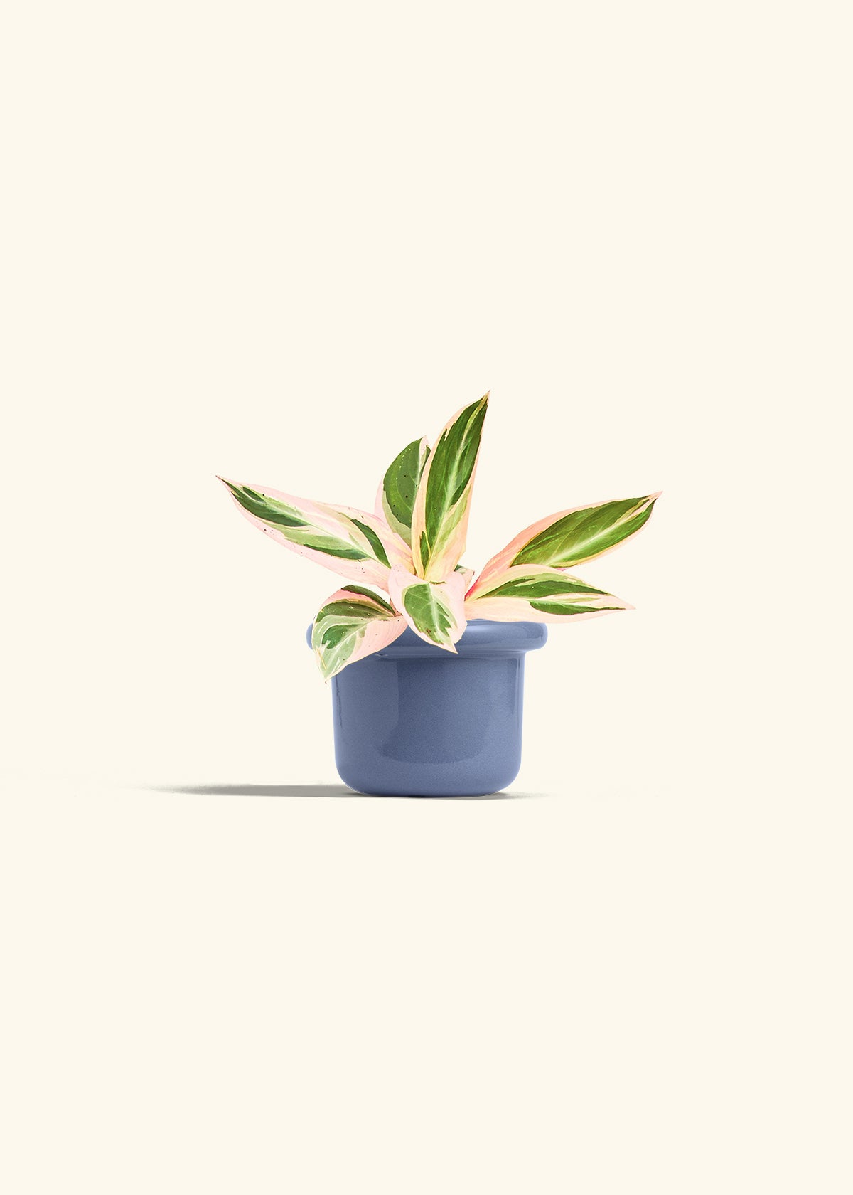 Stromanthe Triostar in a 4 inches Fat Lip Blue Planter 