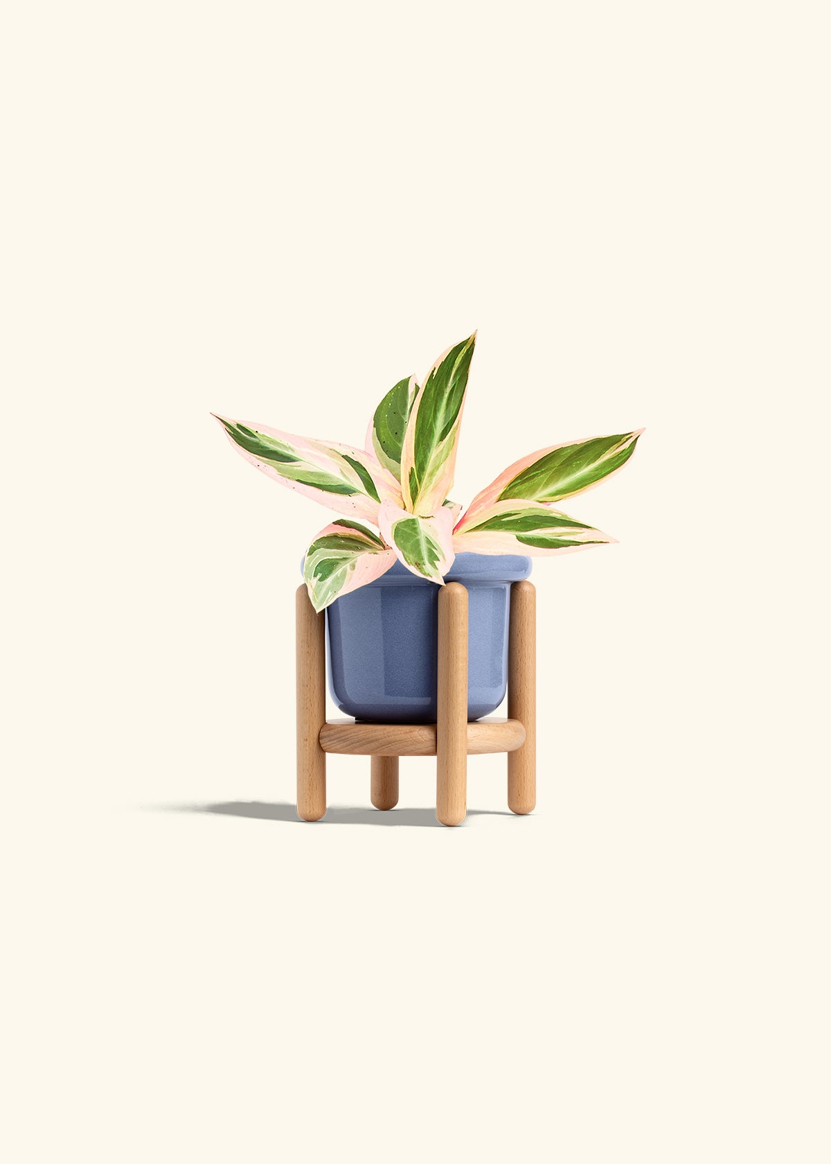 Stromanthe Triostar in a 4 inches Fat Lip Blue Planter in a Beech Wood Stand