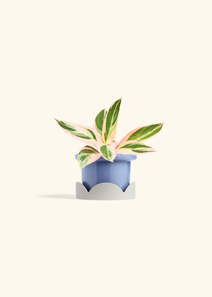 Stromanthe Triostar in a 4 inches Fat Lip Blue Planter in a Oat Petal Drip Tray
