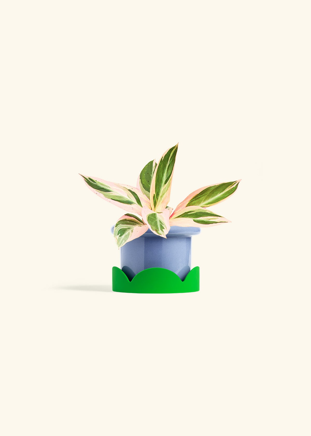 Stromanthe Triostar in a 4 inches Fat Lip Blue Planter in a Shamrock Petal Drip Tray