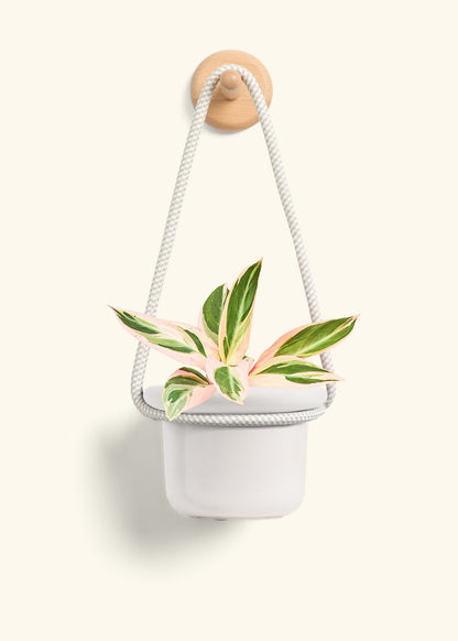 Stromanthe 'Triostar', Small