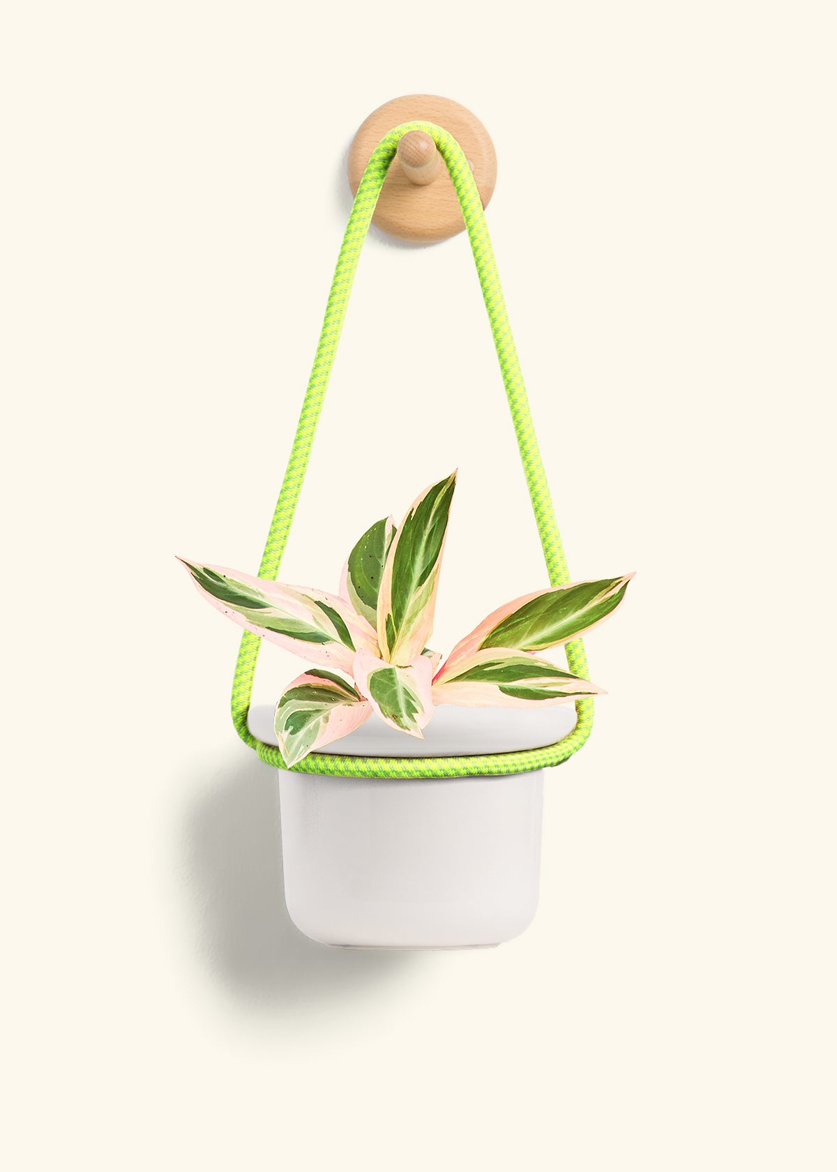 Stromanthe 'Triostar', Small