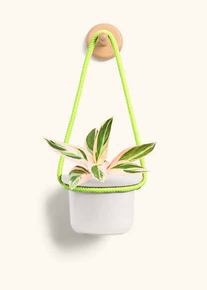 Stromanthe 'Triostar', Small