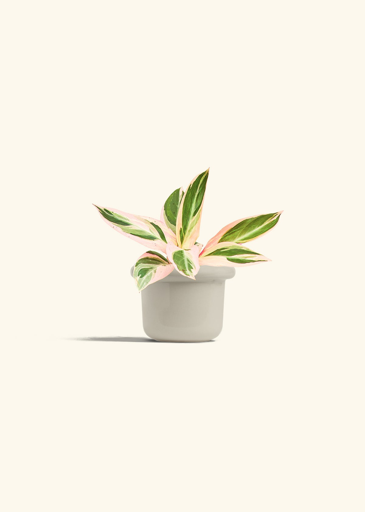 Stromanthe Triostar in a 4 inches Fat Lip Oat Planter 