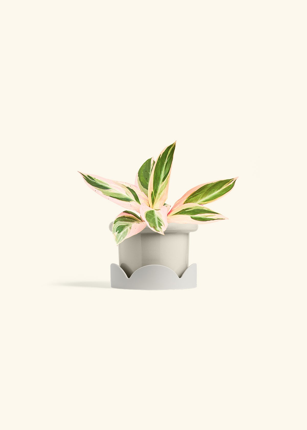 Stromanthe Triostar in a 4 inches Fat Lip Oat Planter in a Oat Petal Drip Tray