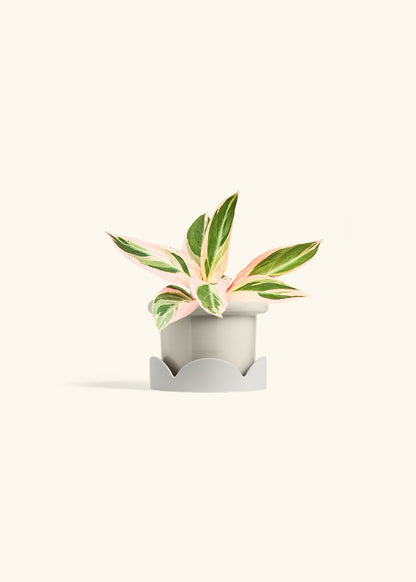 Stromanthe Triostar in a 4 inches Fat Lip Oat Planter in a Oat Petal Drip Tray