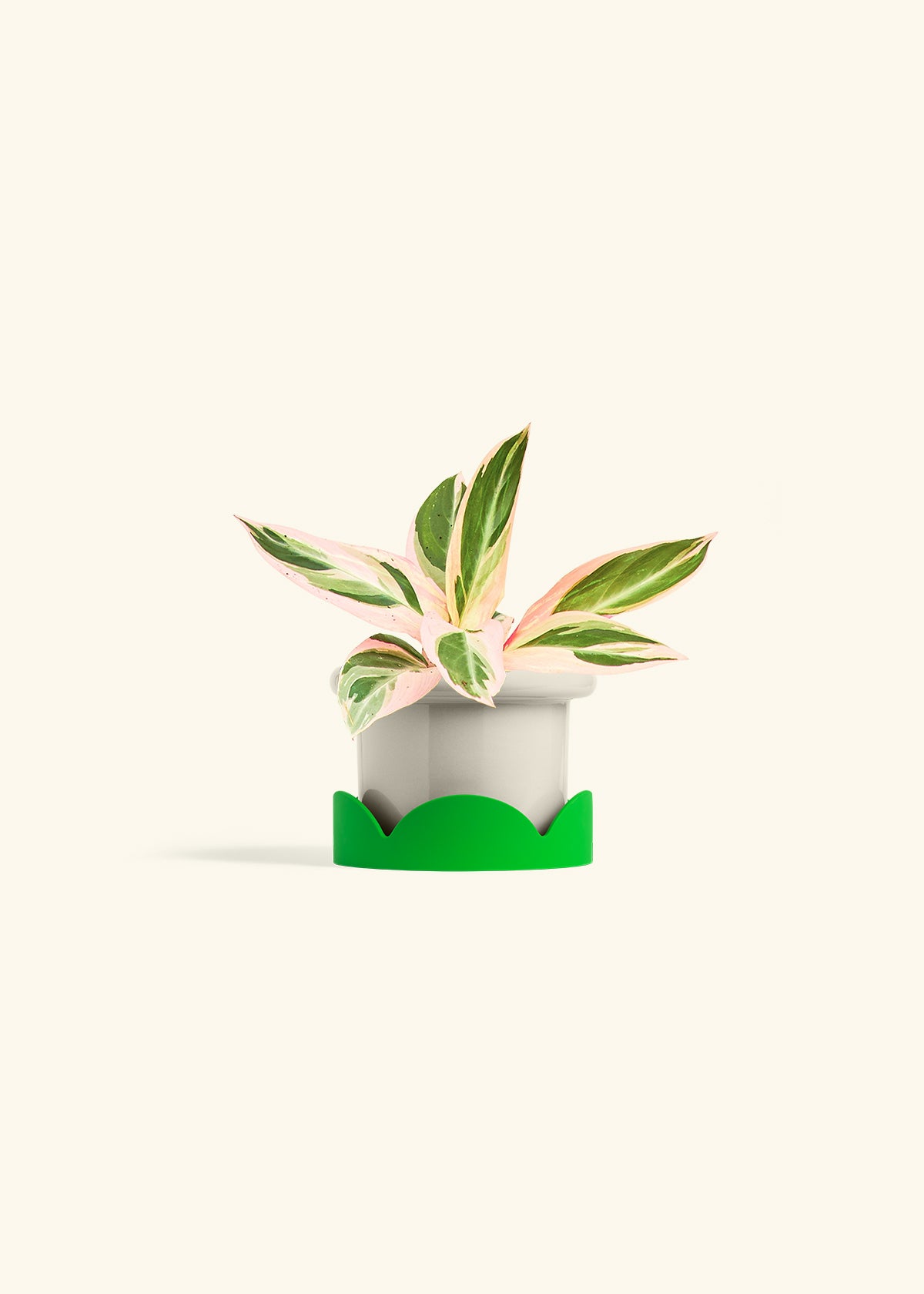 Stromanthe Triostar in a 4 inches Fat Lip Oat Planter in a Shamrock Petal Drip Tray