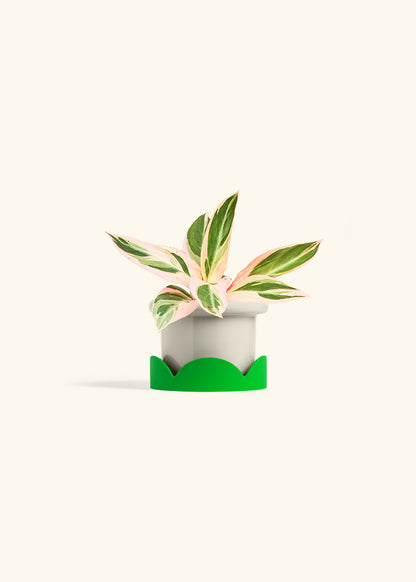 Stromanthe Triostar in a 4 inches Fat Lip Oat Planter in a Shamrock Petal Drip Tray