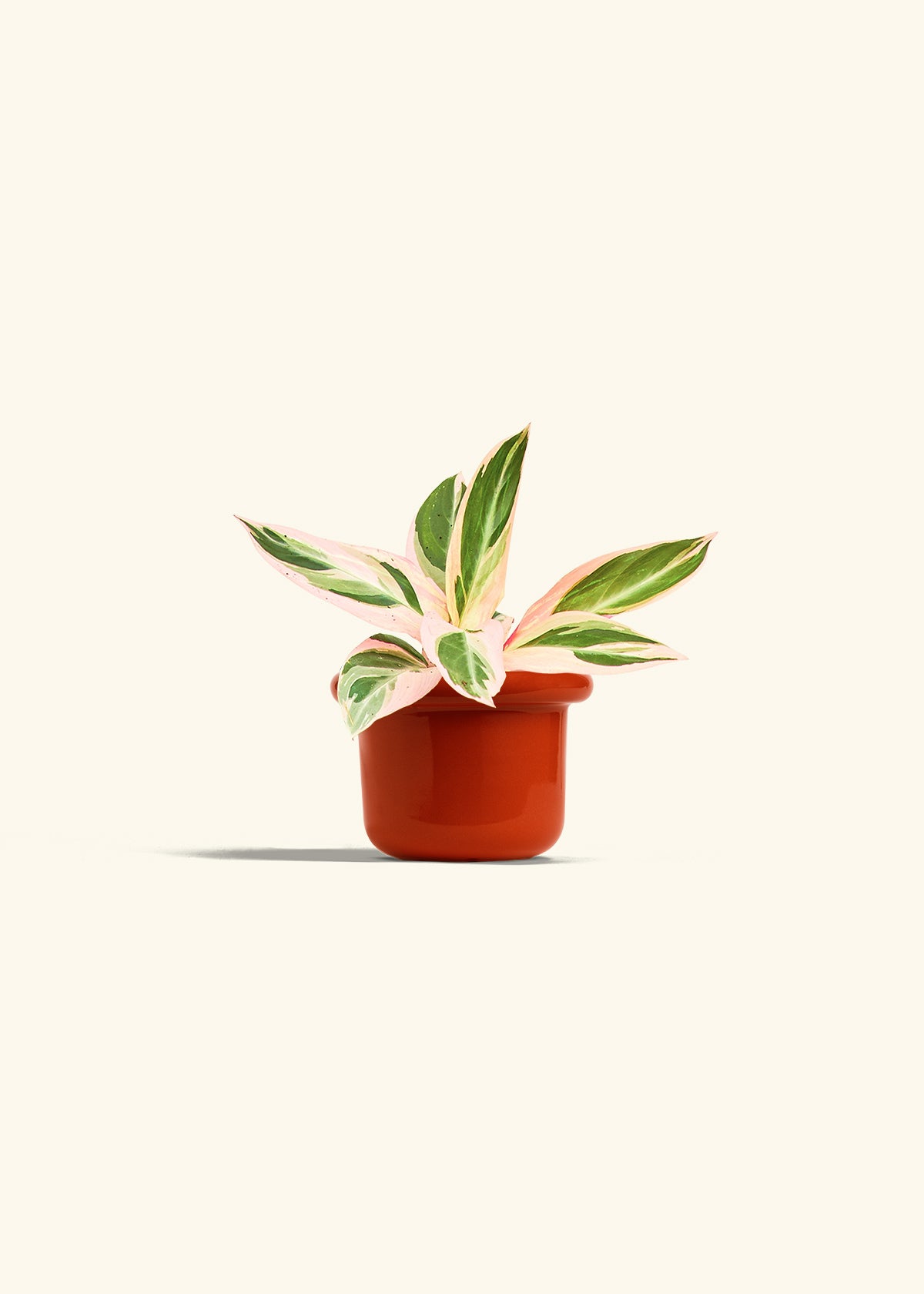 Stromanthe Triostar in a 4 inches Fat Lip Red Planter 