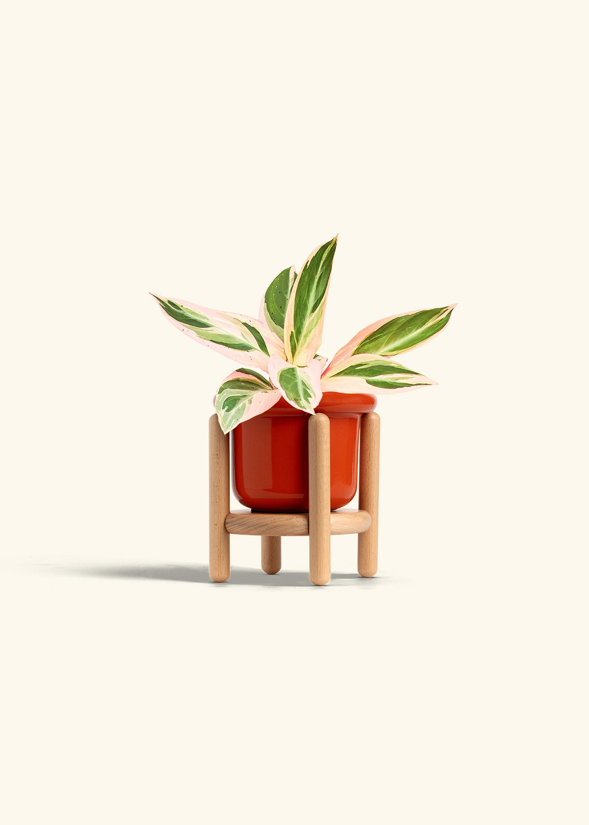 Stromanthe Triostar in a 4 inches Fat Lip Red Planter in a Beech Wood Stand