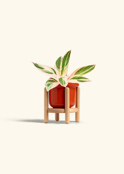 Stromanthe Triostar in a 4 inches Fat Lip Red Planter in a Beech Wood Stand