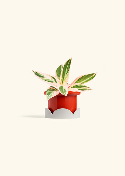 Stromanthe Triostar in a 4 inches Fat Lip Red Planter in a Oat Petal Drip Tray