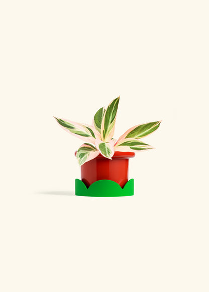 Stromanthe Triostar in a 4 inches Fat Lip Red Planter in a Shamrock Petal Drip Tray
