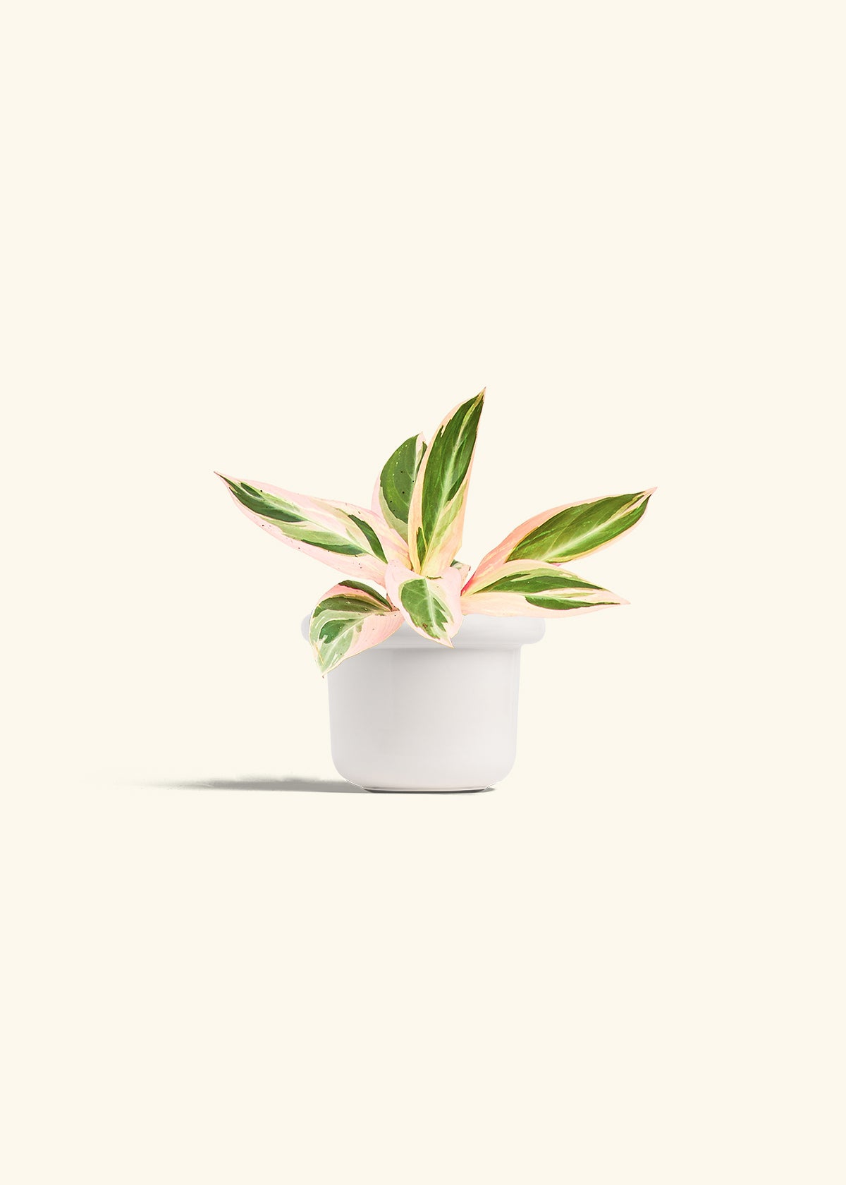 Stromanthe Triostar in a 4 inches Fat Lip White Planter 