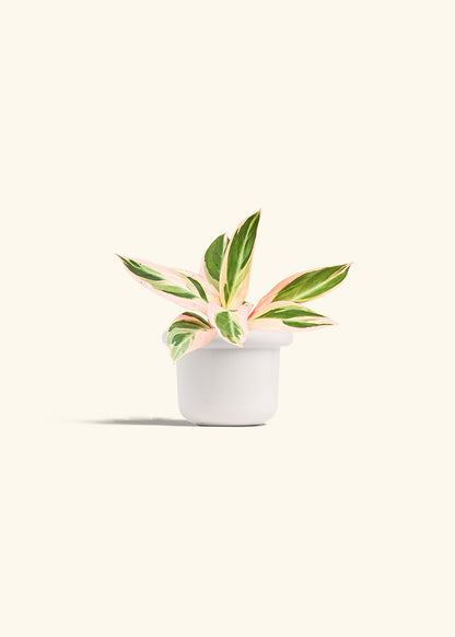 Stromanthe Triostar in a 4 inches Fat Lip White Planter 