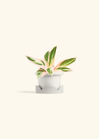 Stromanthe Triostar in a 4 inches Fat Lip White Planter in a Oat Petal Drip Tray