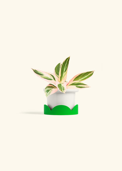 Stromanthe Triostar in a 4 inches Fat Lip White Planter in a Shamrock Petal Drip Tray