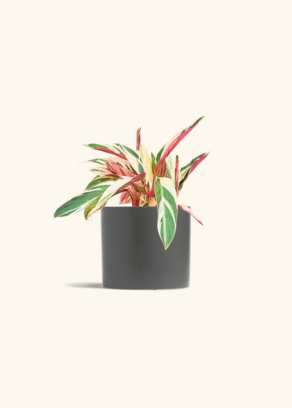 Stromanthe Triostar in a 6 inches Charcoal Classic Cylinder Planter 