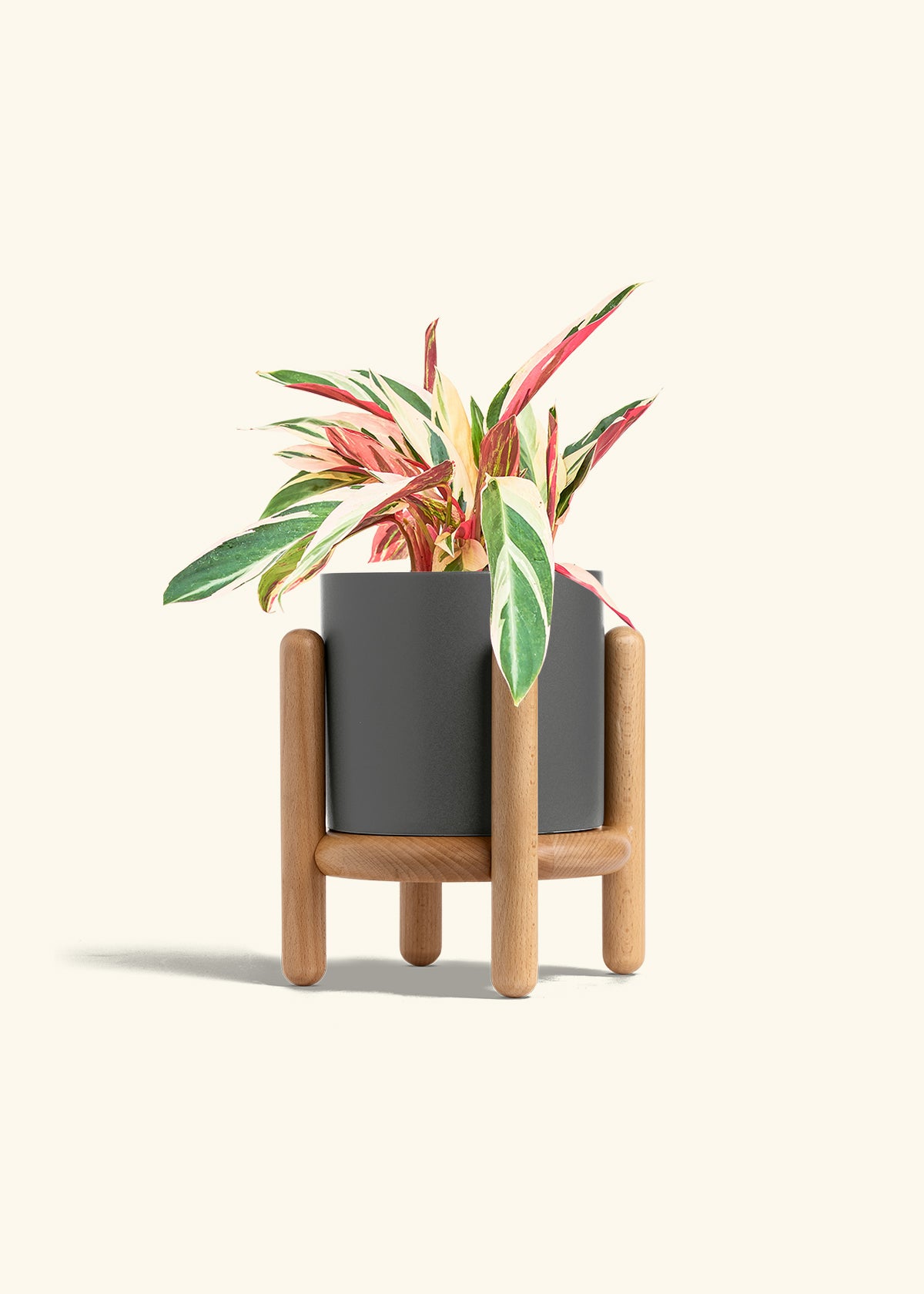 Stromanthe Triostar in a 6 inches Charcoal Classic Cylinder Planter in a Beech Wood Stand