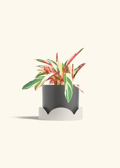 Stromanthe Triostar in a 6 inches Charcoal Classic Cylinder Planter in a Oat Petal Drip Tray