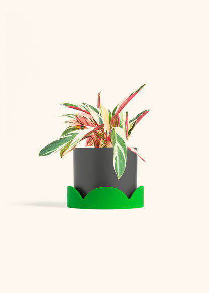 Stromanthe Triostar in a 6 inches Charcoal Classic Cylinder Planter in a Shamrock Petal Drip Tray