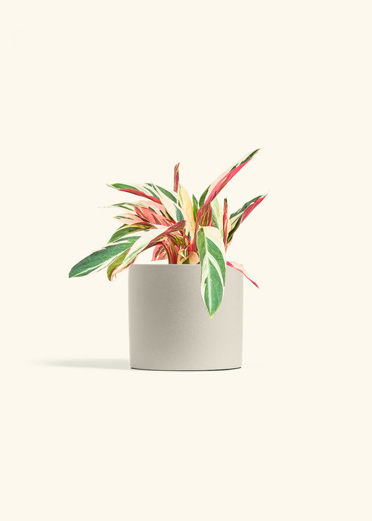 Stromanthe Triostar in a 6 inches Oat Classic Cylinder Planter 