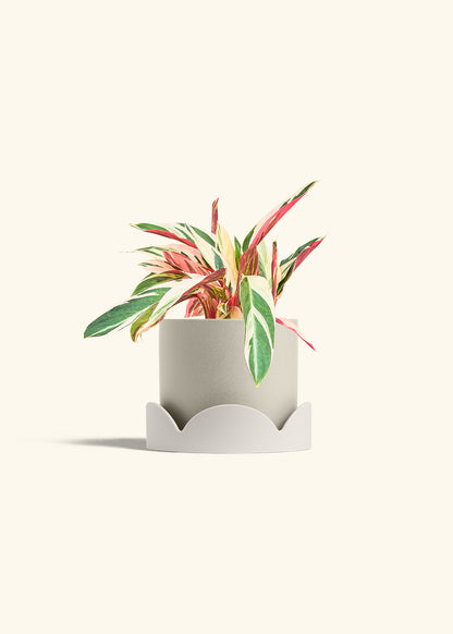 Stromanthe Triostar in a 6 inches Oat Classic Cylinder Planter in a Oat Petal Drip Tray