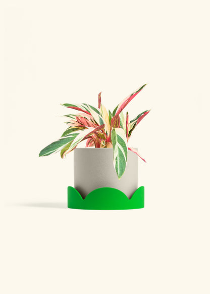 Stromanthe Triostar in a 6 inches Oat Classic Cylinder Planter in a Shamrock Petal Drip Tray