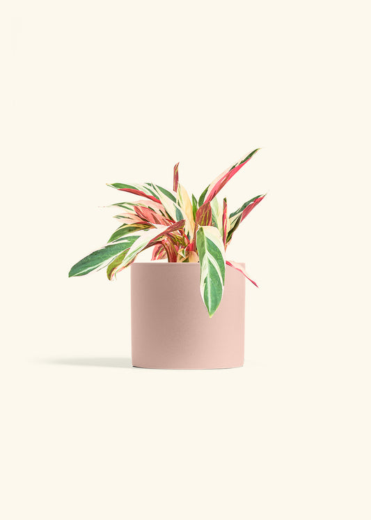 Stromanthe Triostar in a 6 inches Pink Classic Cylinder Planter 