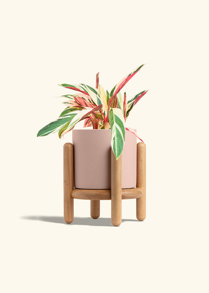 Stromanthe Triostar in a 6 inches Pink Classic Cylinder Planter in a Beech Wood Stand