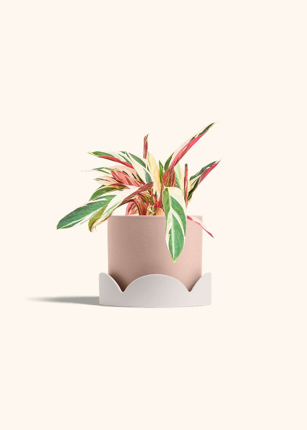 Stromanthe Triostar in a 6 inches Pink Classic Cylinder Planter in a Oat Petal Drip Tray