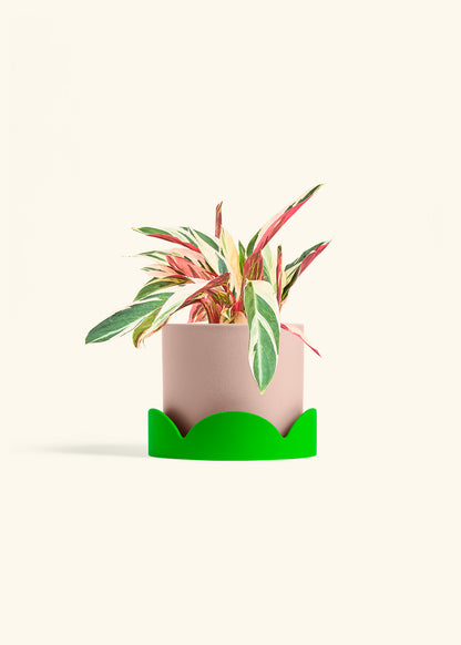 Stromanthe Triostar in a 6 inches Pink Classic Cylinder Planter in a Shamrock Petal Drip Tray